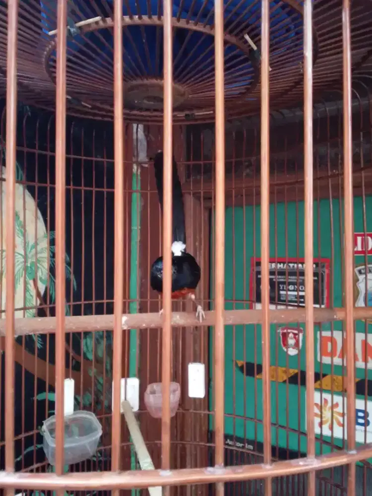 Burung merah biru rajin