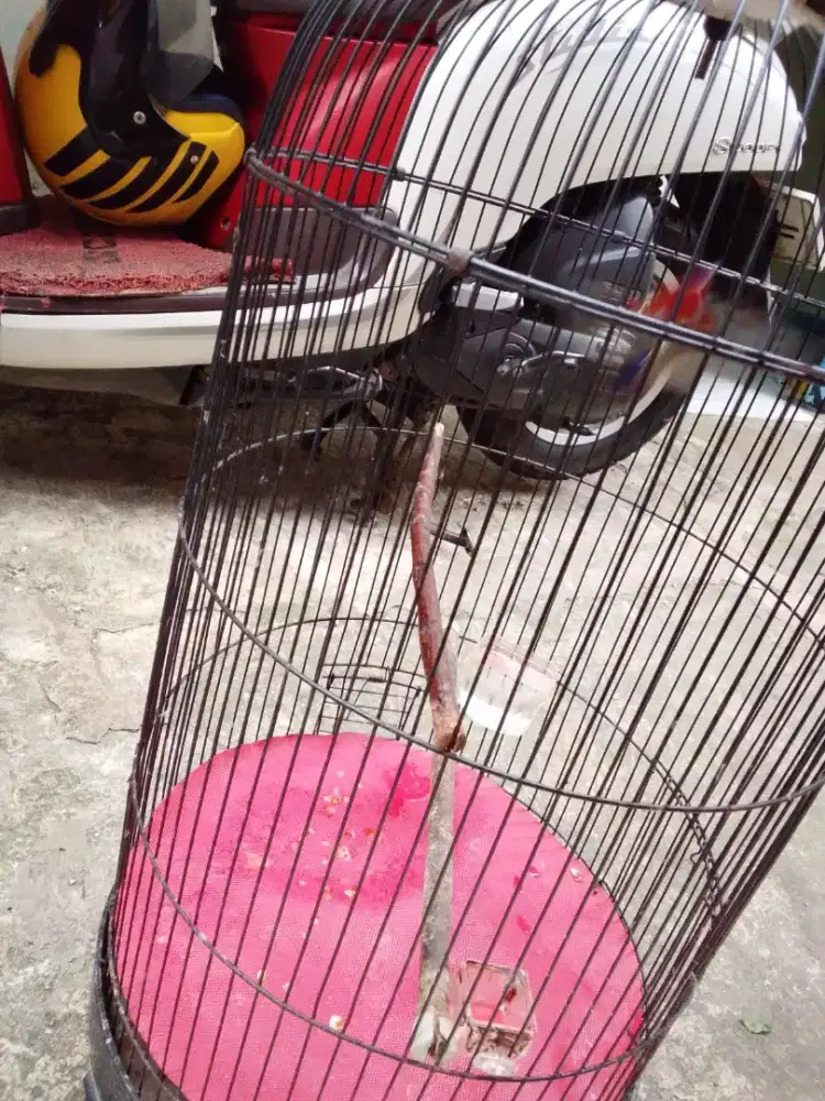 Burung merah biru rajin