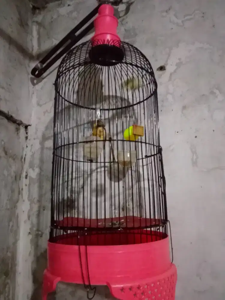 Burung kece Banten fs dah rajin berkicaw