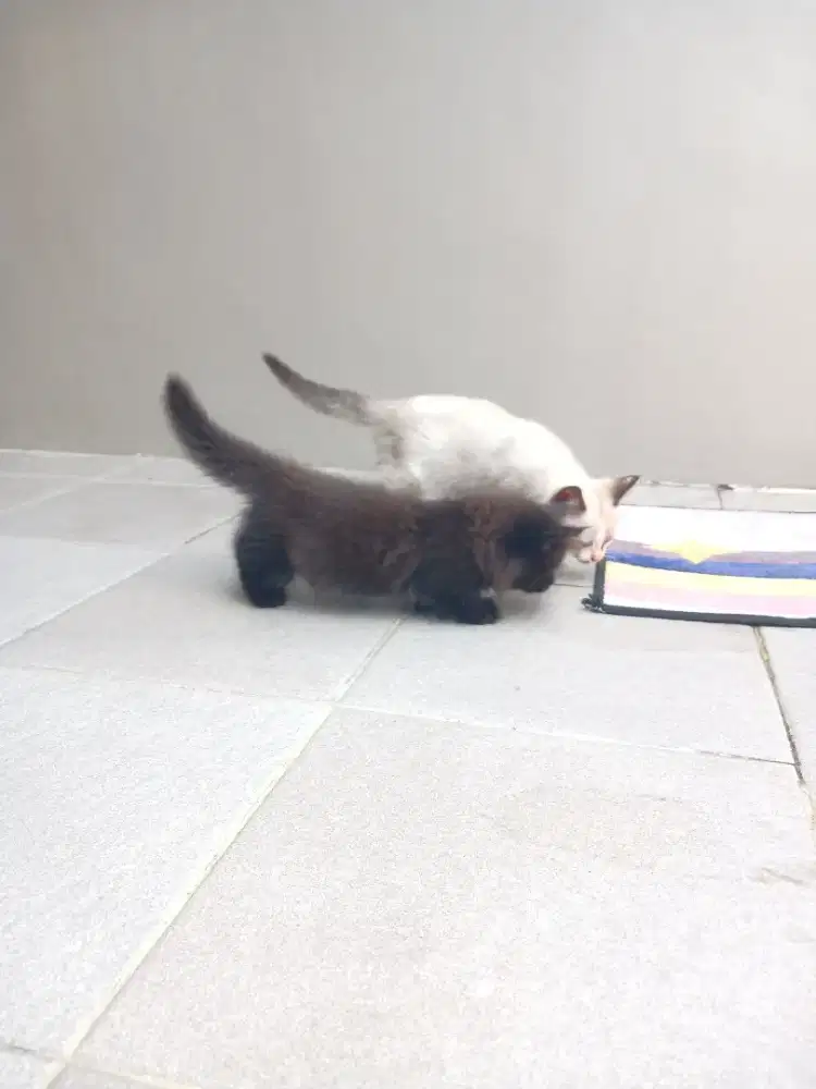 Kucing munchkin cebol