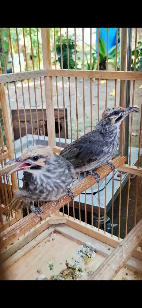 Cucakrowo anakan