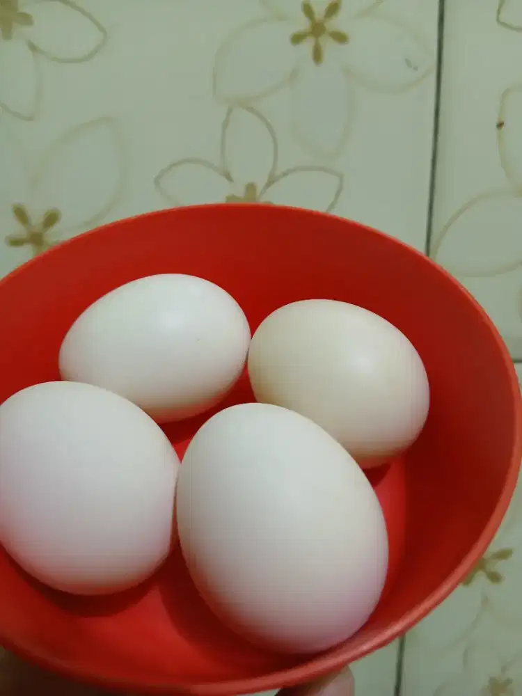TELUR AYAM ARAB