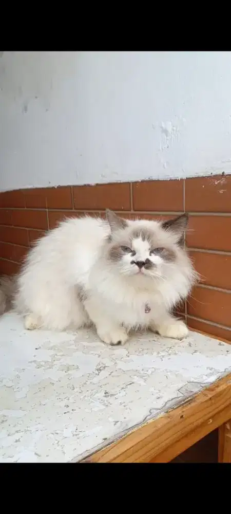 Ragdoll betina pure 11bulan birahi