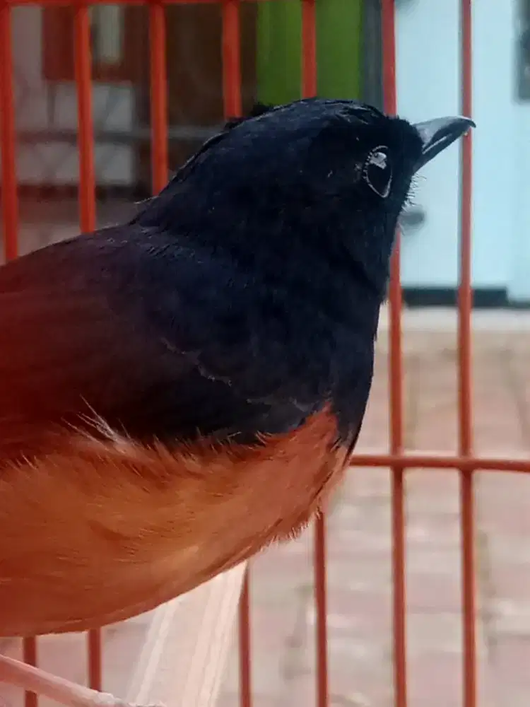 Burung murai batu pastol