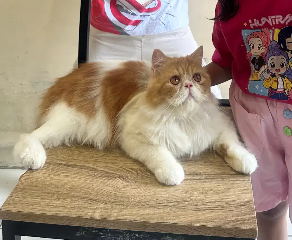 Kucing Peaknose Jantan