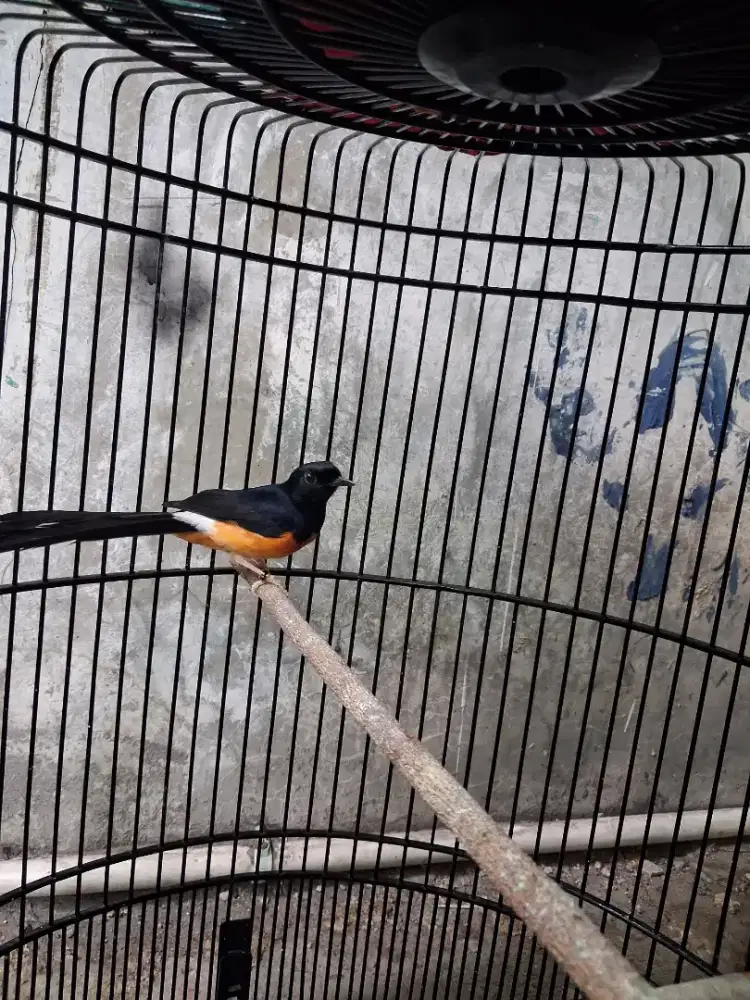 Burung murai ternak.