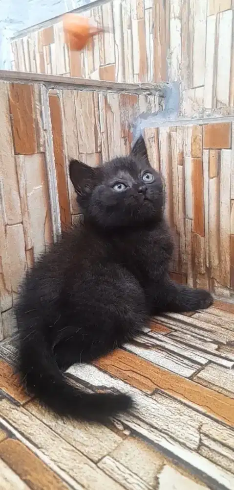 Kitten British shorthair