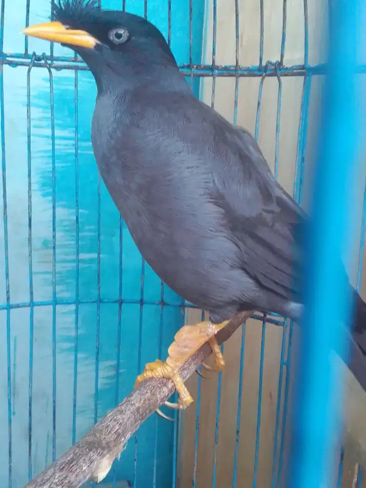 JALAK KEBO MATA PUTIH JINAK ANTENG GACOR 500 FULSET