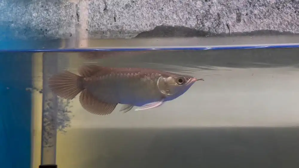 Ikan arwana SR Super Red SB