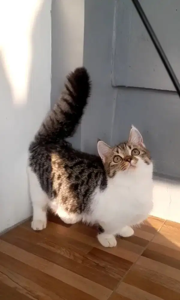 Kitten munckhin Betina