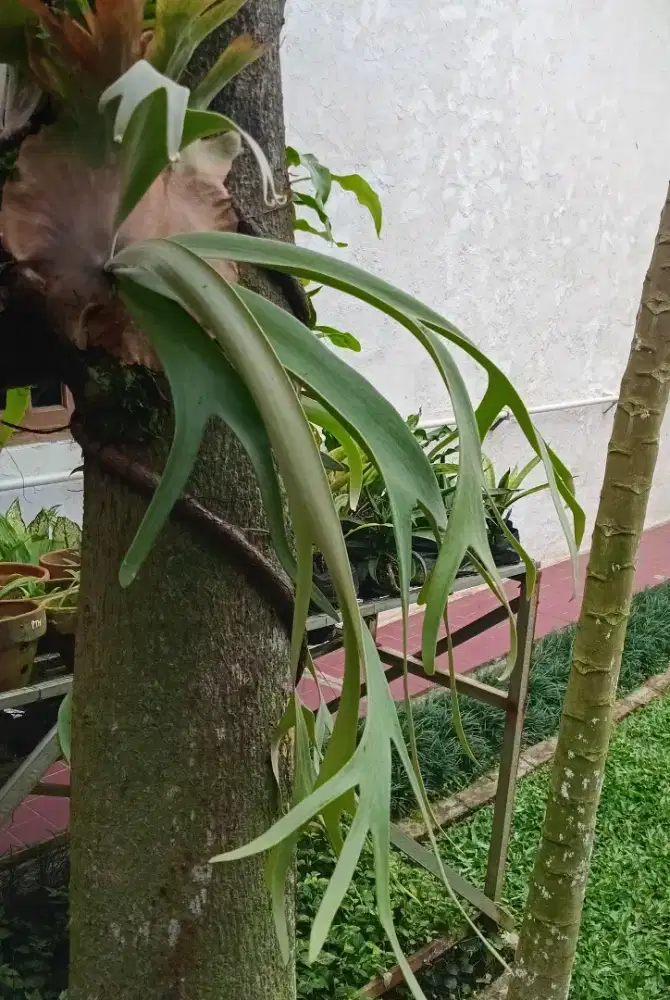 Obral tanaman tanduk rusa (cuma 1)
