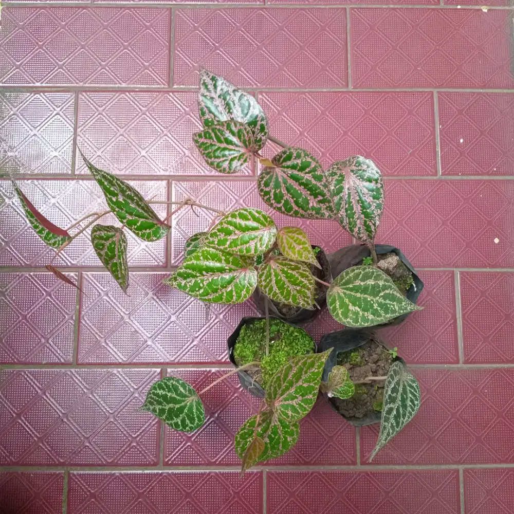Tanaman Sirih Merah