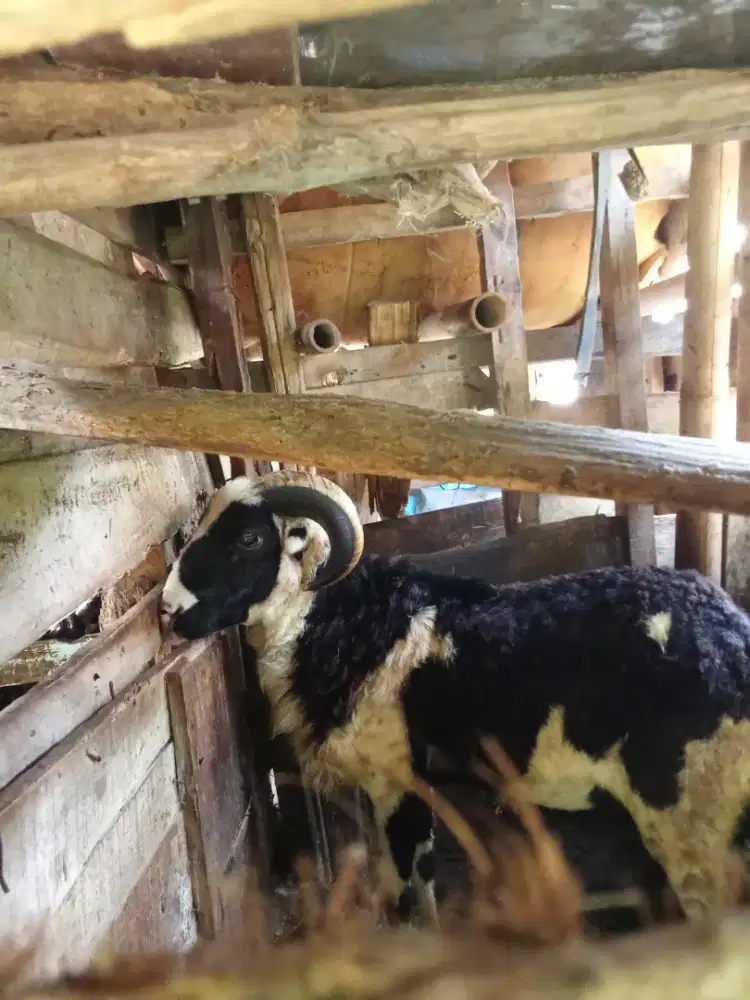 Dijual Domba untuk Qurban/Akikah