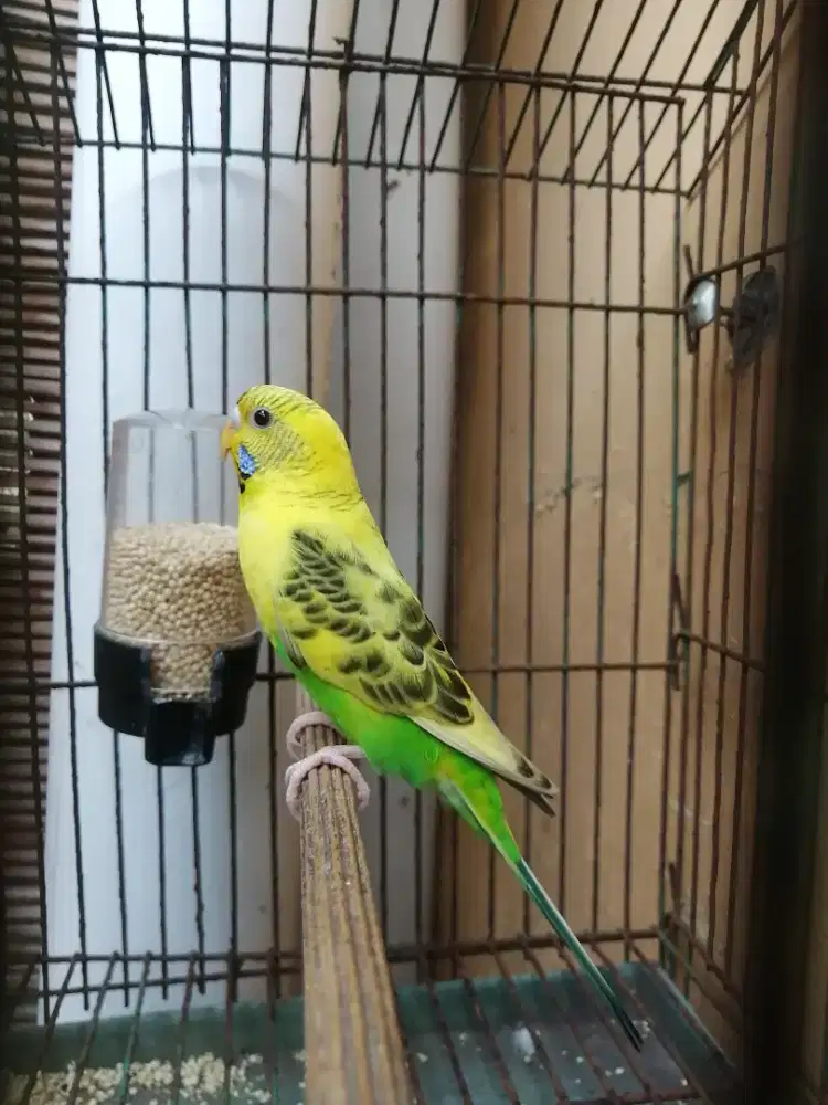 Burung parkit isian