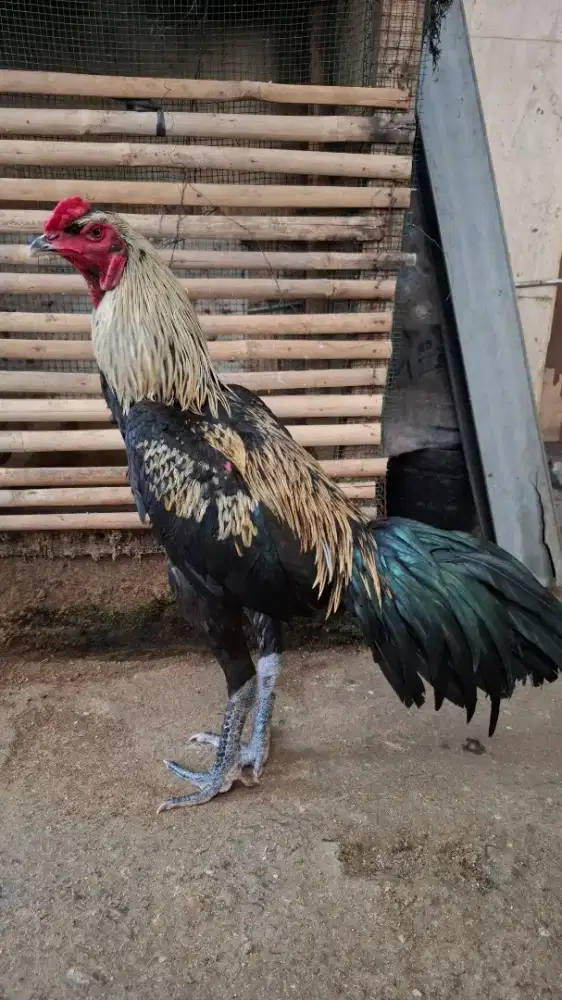 Ayam hayam Bangkok