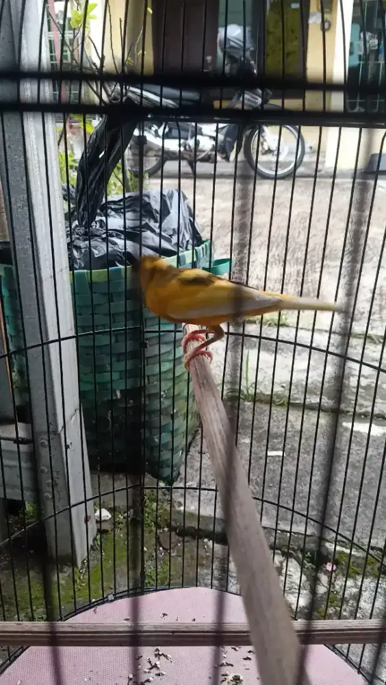 Jual mawon Burung Kenari seri AF body gede jingkring gacoran