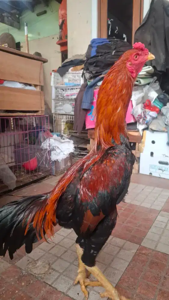 Ayam hayam boskuu