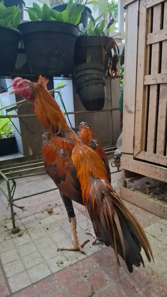 Ayam hayam BK ekor jeceng