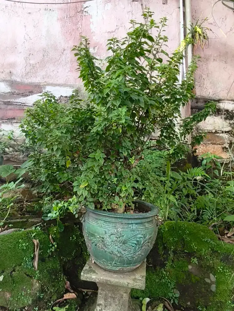 bonsai bougenville Singapur