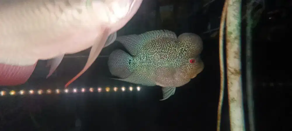 Louhan 5jr -+20cm
