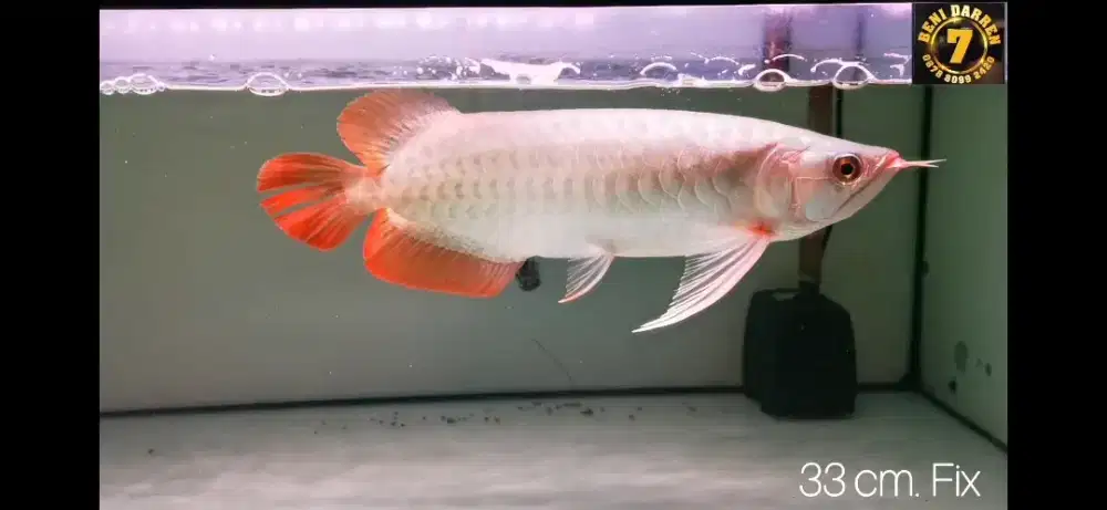 Arowana super red 33 cm