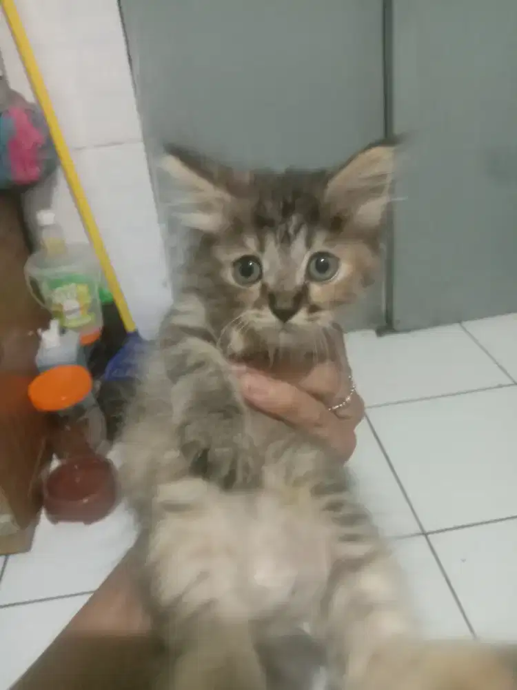 Kucing Persia usia 2 bulanan