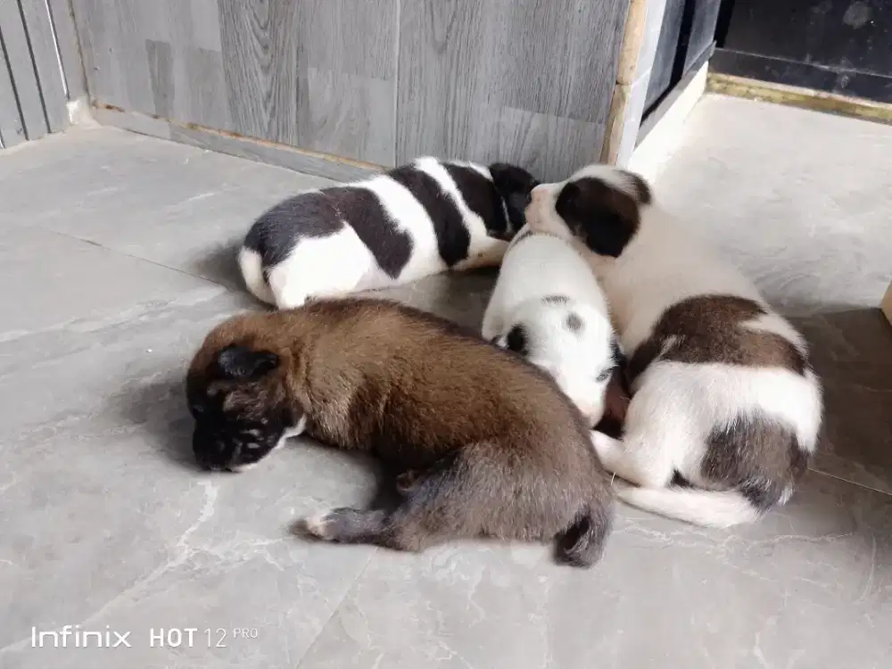 Jual anak anjing