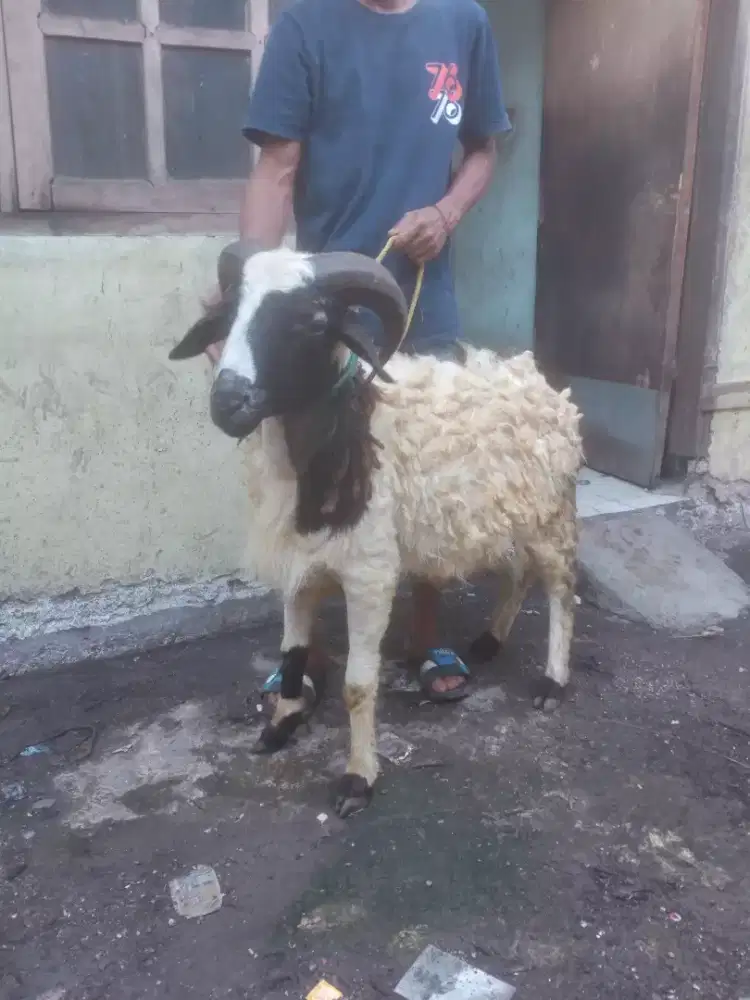 Domba Kurban Idul Adha 1447 H