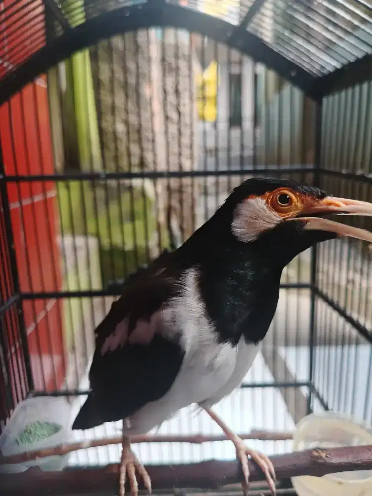burung jalak suren