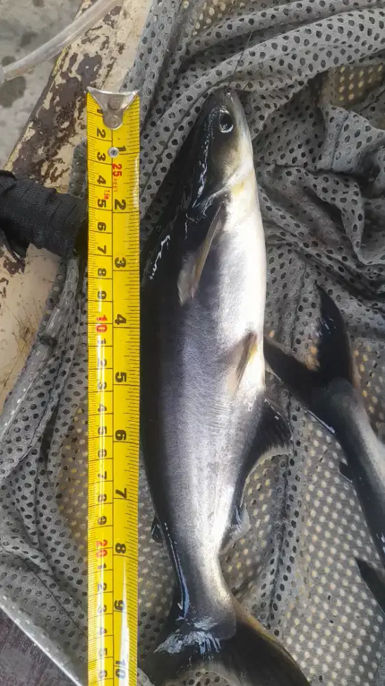 Ikan Patin ukuran 20cm up