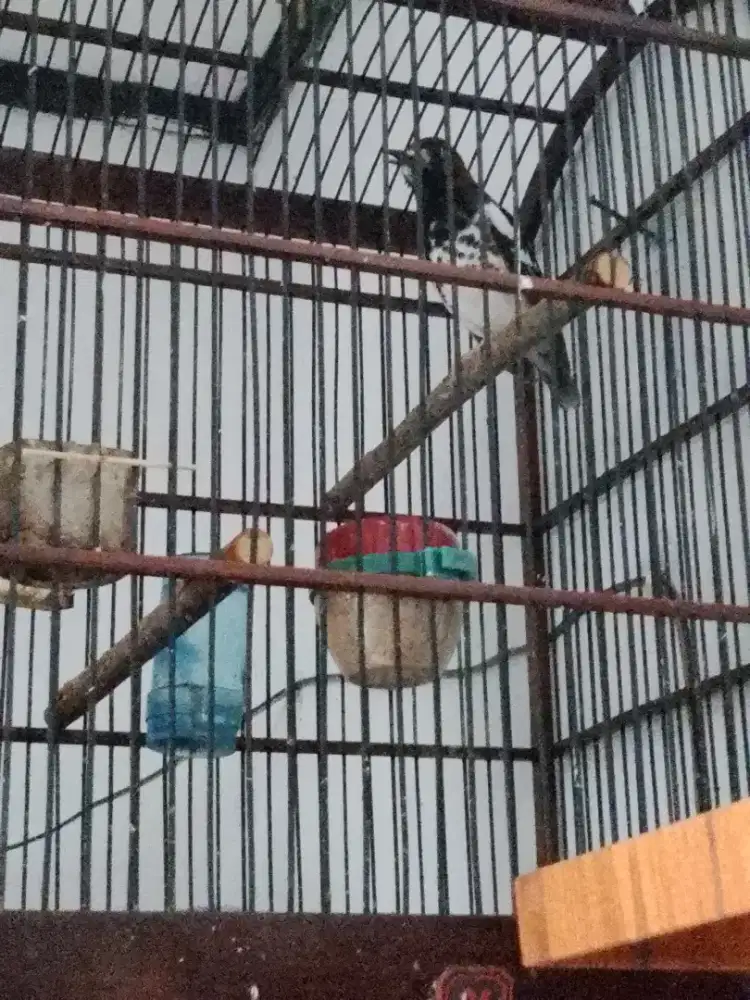 Jual Anis kembang pastol gacor