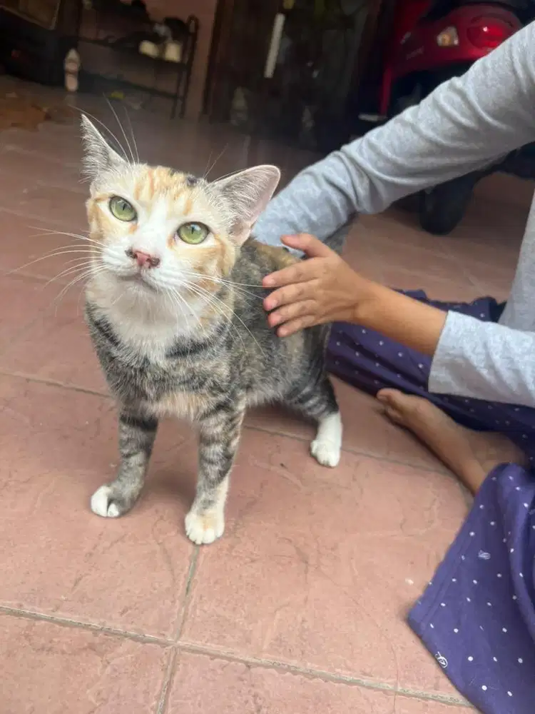 Kucing betina Dewasa 1 Tahun(sudah vaksin 1)