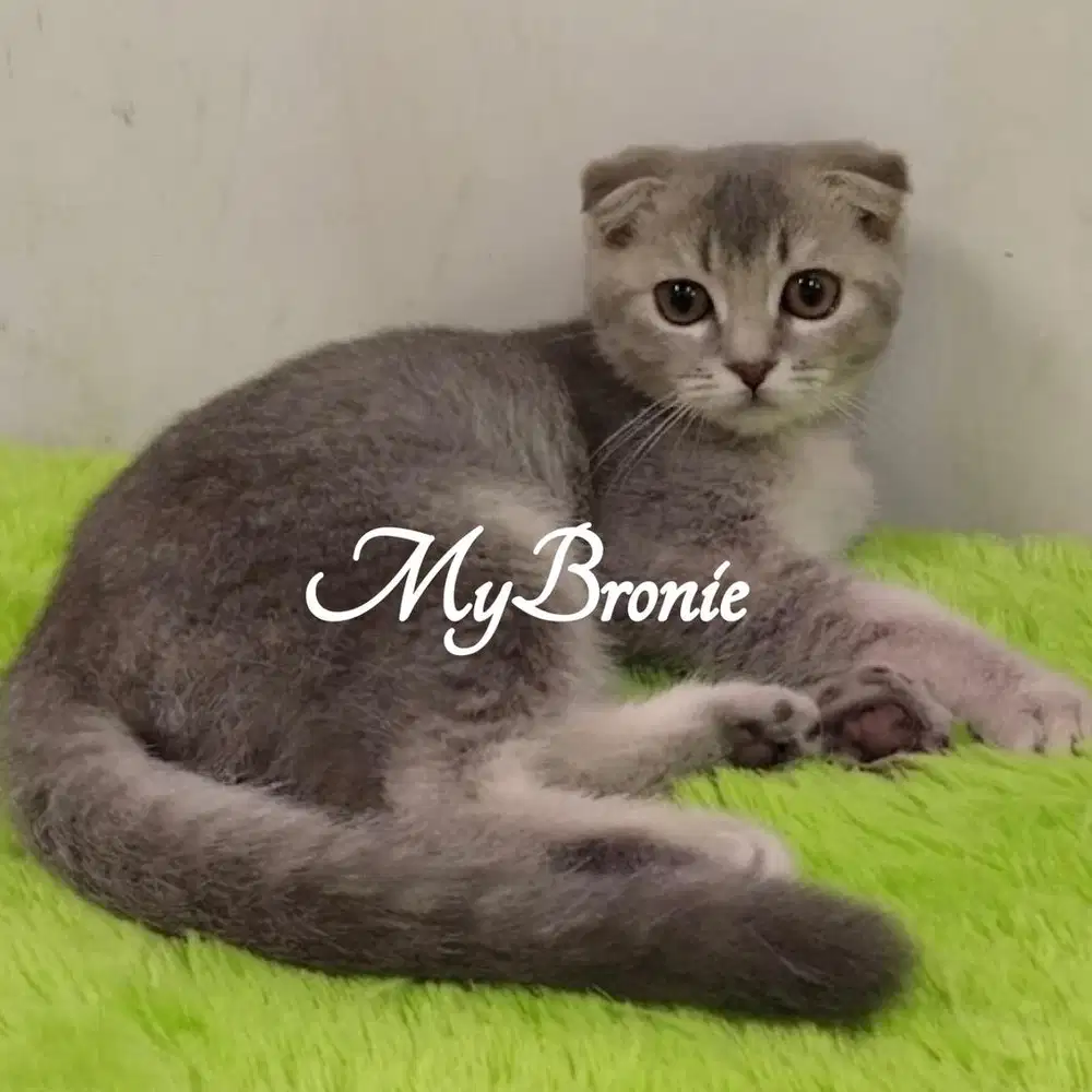 Kucing scottish fold jantan 4 bulan