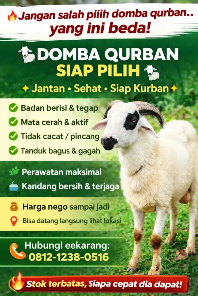 Domba kurban premium