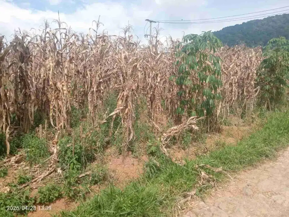 Tanah Kebun Murah Banget