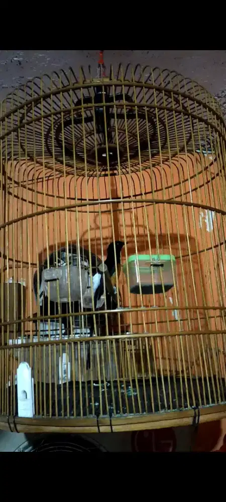 Murai batu Medan