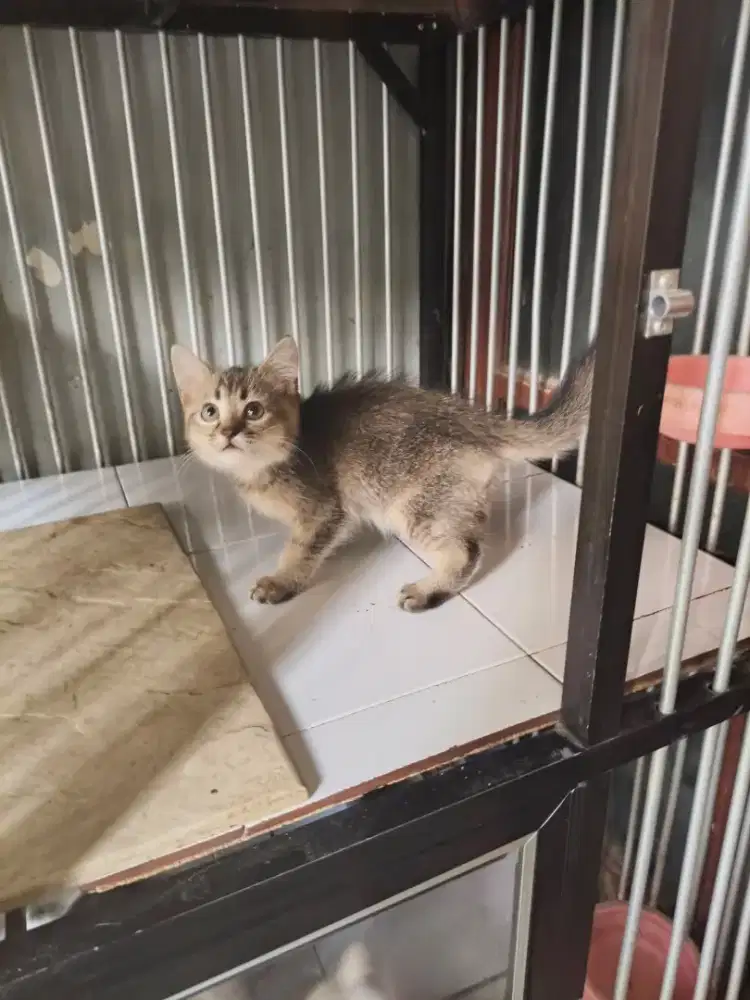 BSH golden betina 2,5 bulan