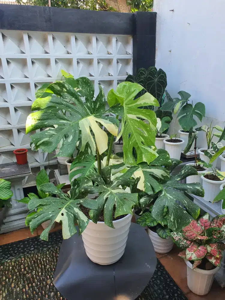 Tanaman monstera thailand variegata