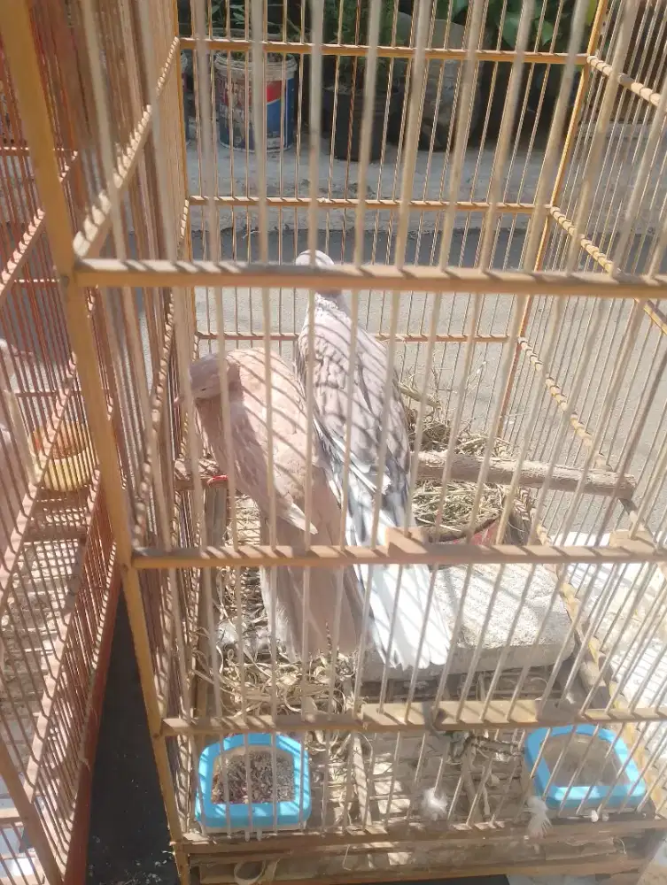Tekukur warna leopard blorok x RWS