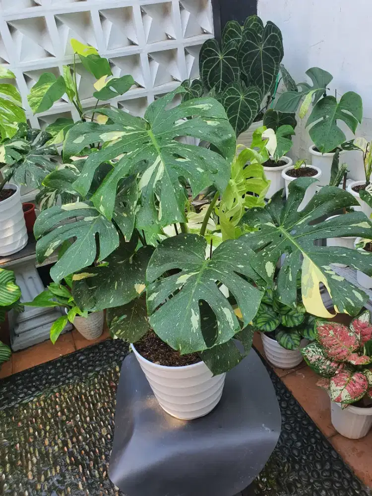 Tanaman monstera thaland variegata