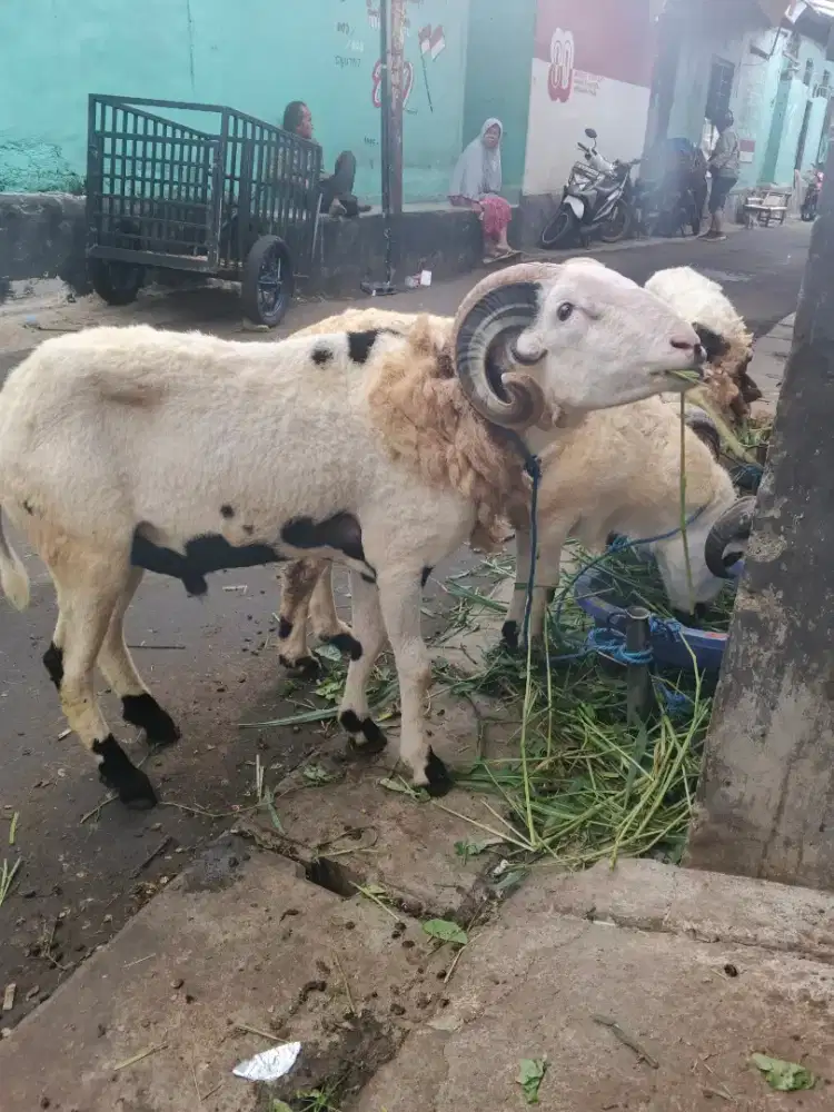 Ready Domba Jumbo Kasep Qurban Ciputat