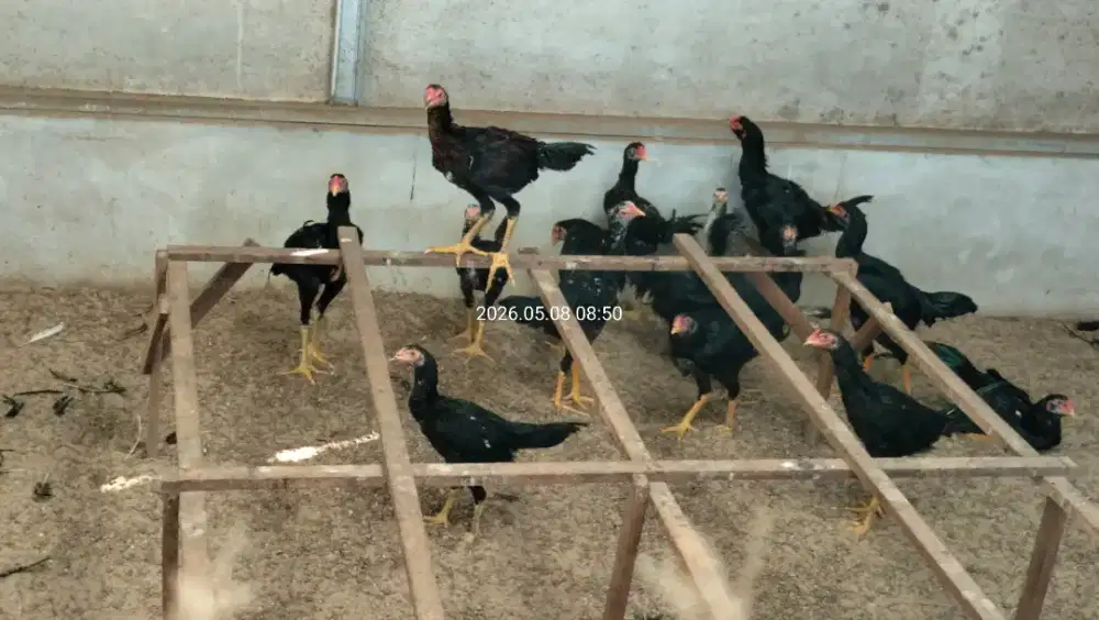 Ayam Bangkok dsn mangon