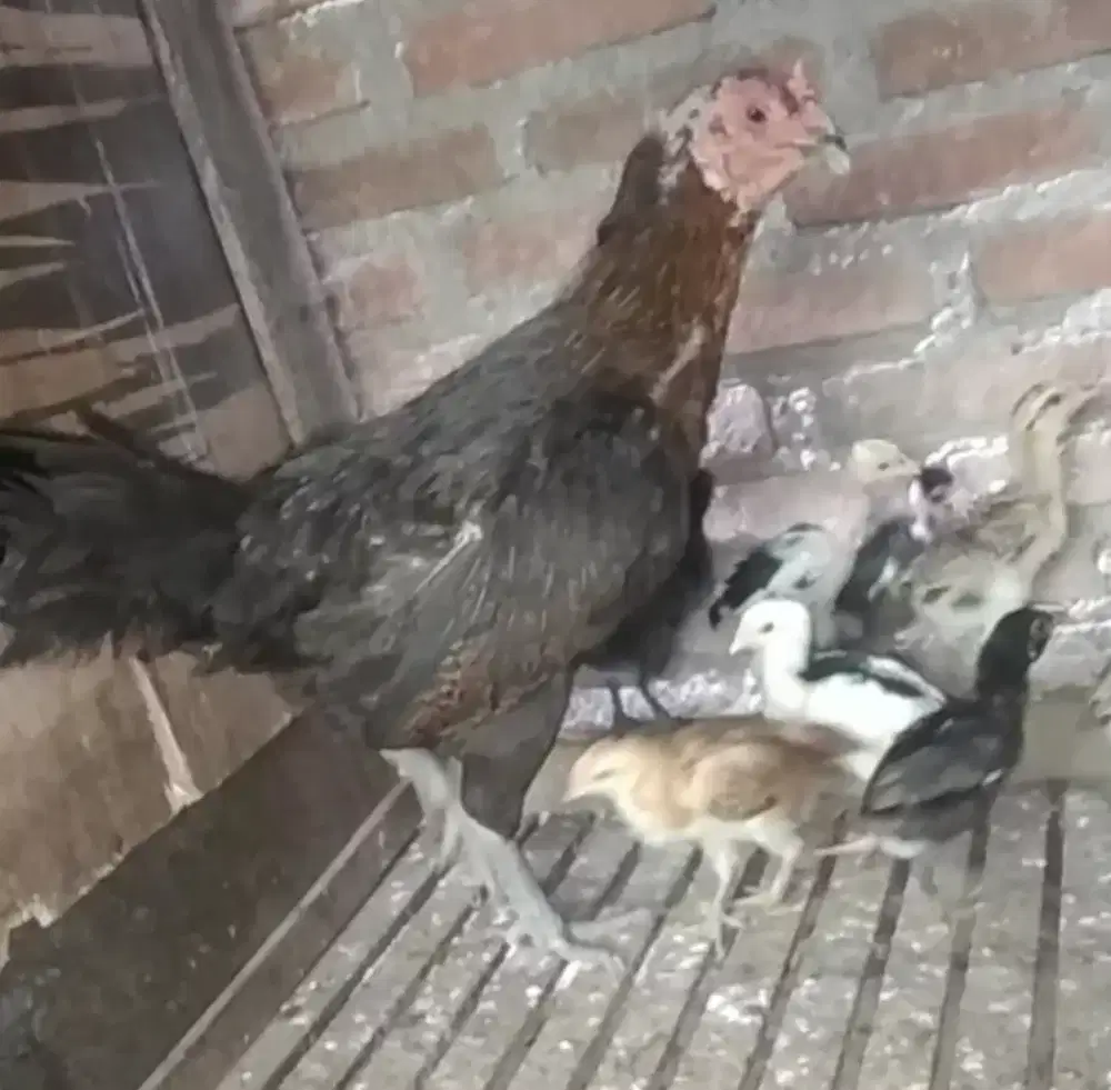 Jual ank ayam pakhoy semua ny ada 10 ekor.