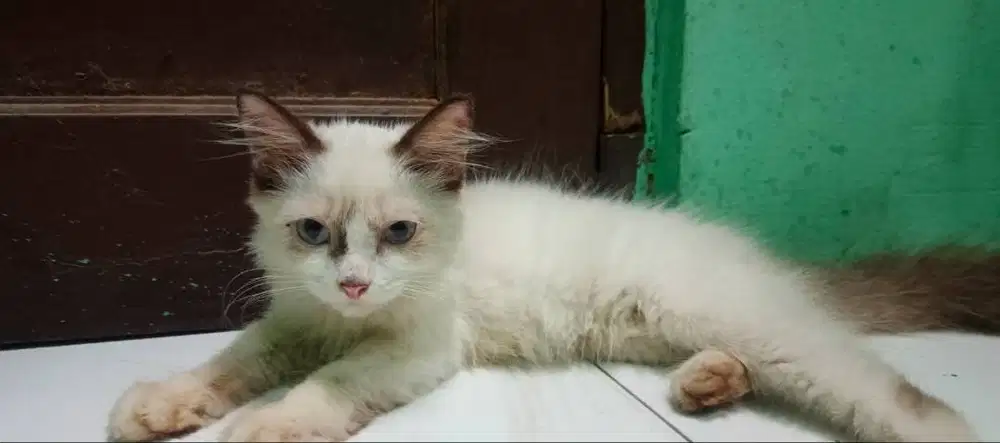 Kucing ragdoll 3 bulan