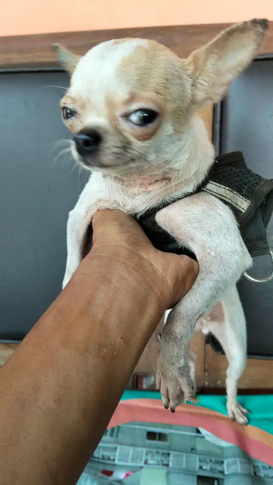 Anjing Chihuahua betina
