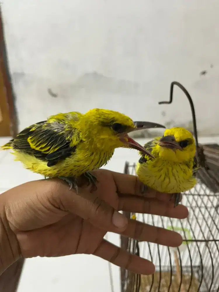 Burung Kepodang