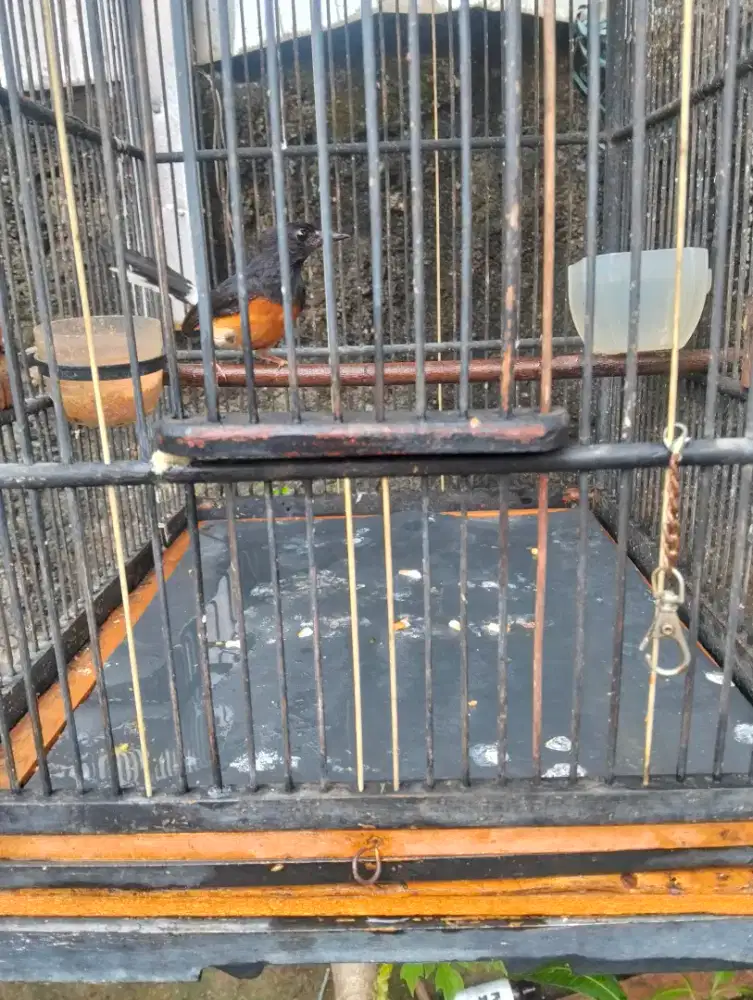 Murai batu betina