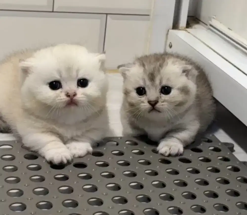 munchkin bsh betina dan jantan silver kitten