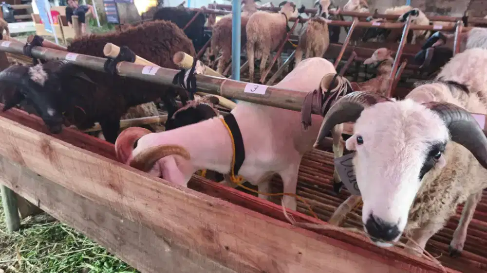 HEWAN QURBAN DOMBA BANYAK PROMO