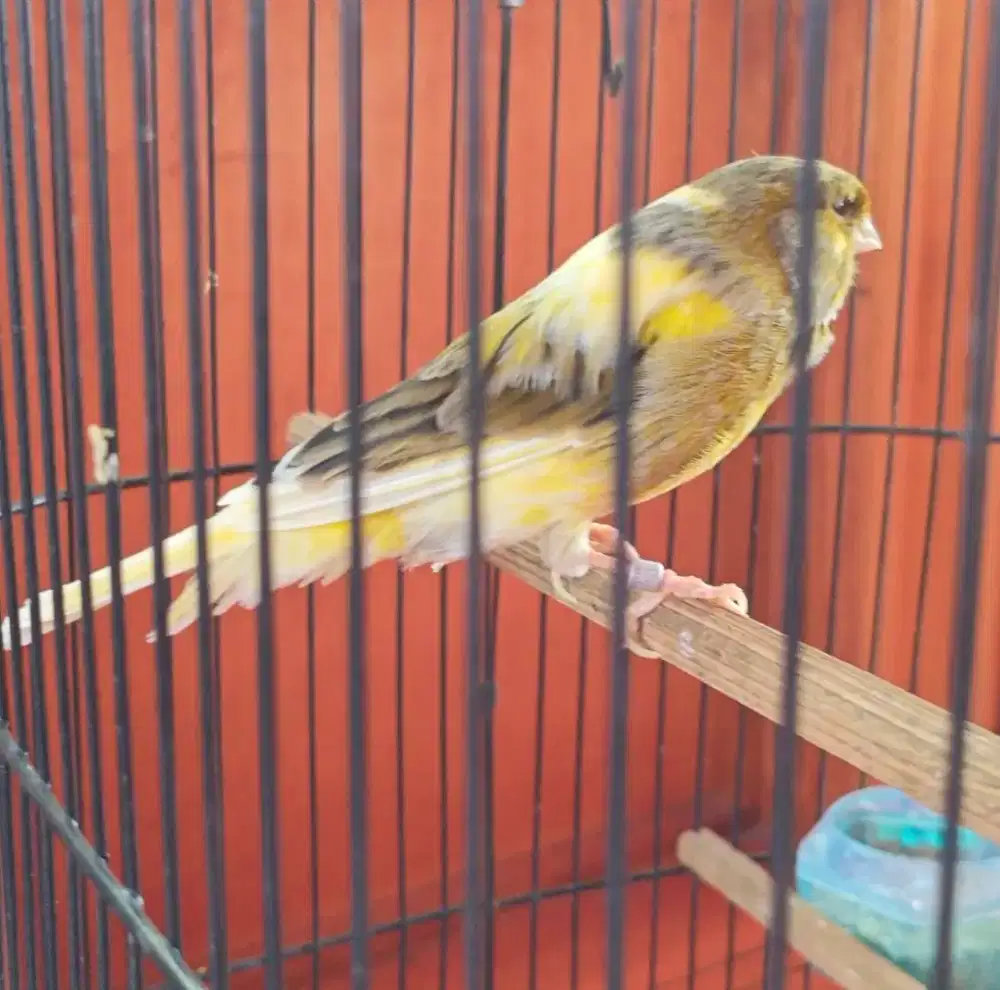 F1ys Jantan (Foi CL x lokal)